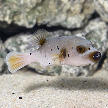 Arothron Puffer