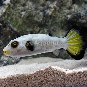 Hawkfish Basslet