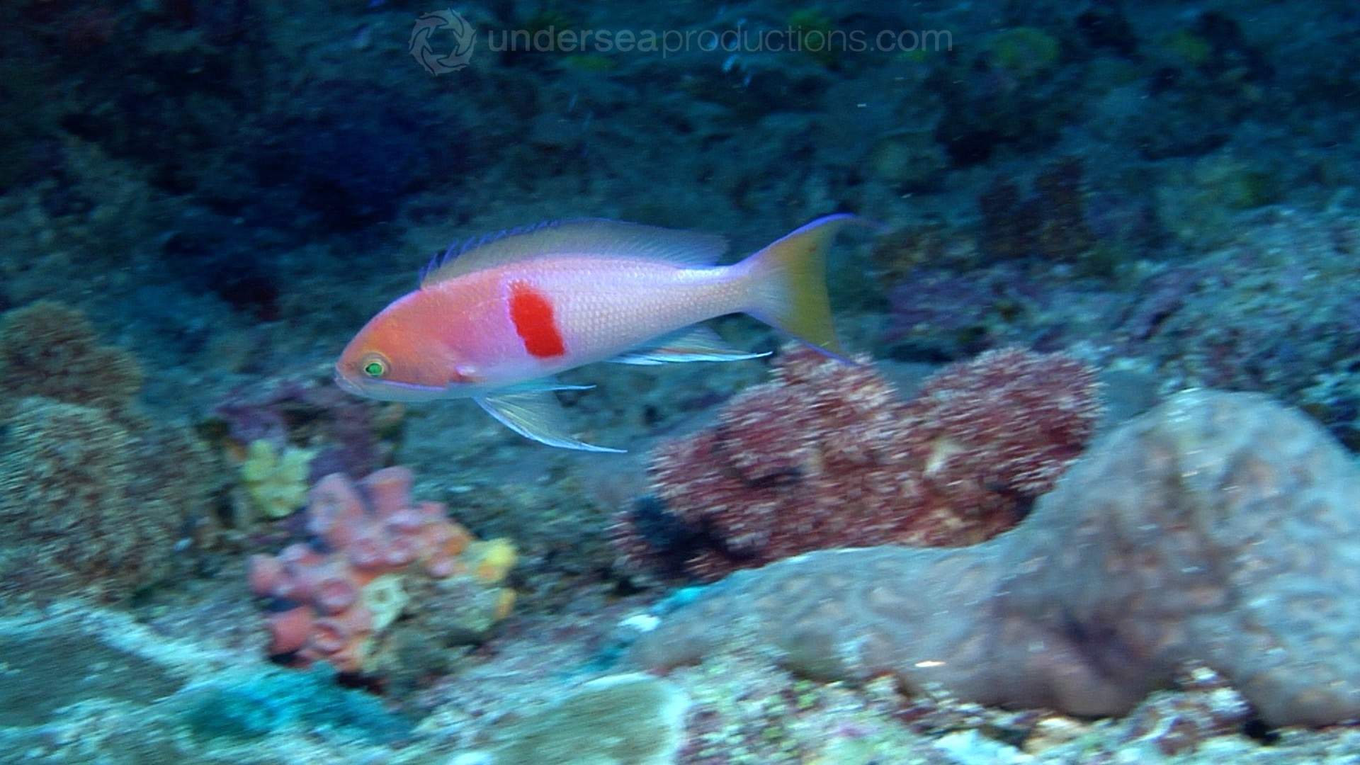 Red-Belt Anthias