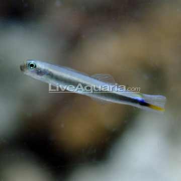 Shy Goby