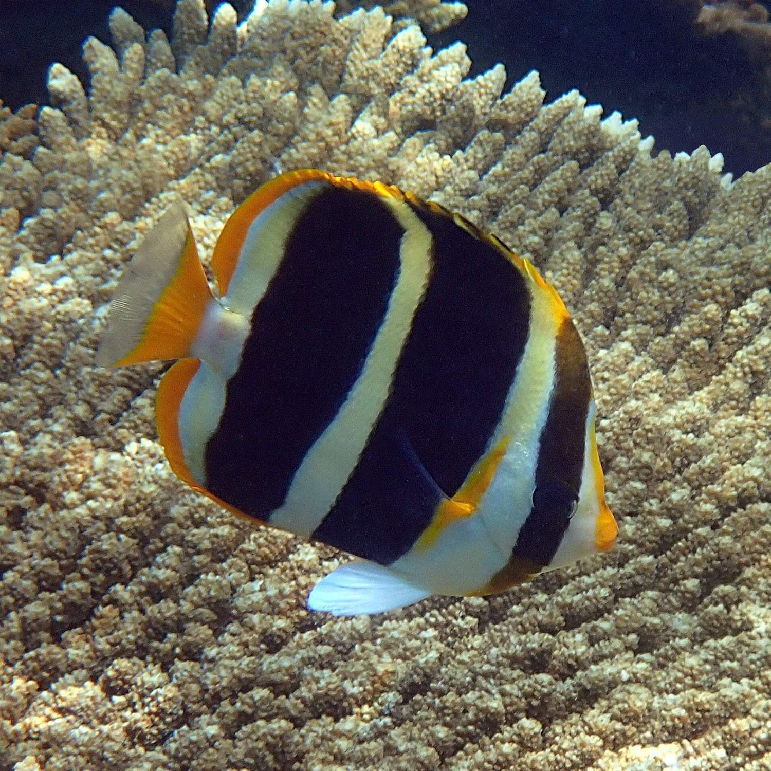 Dusky Butterflyfish