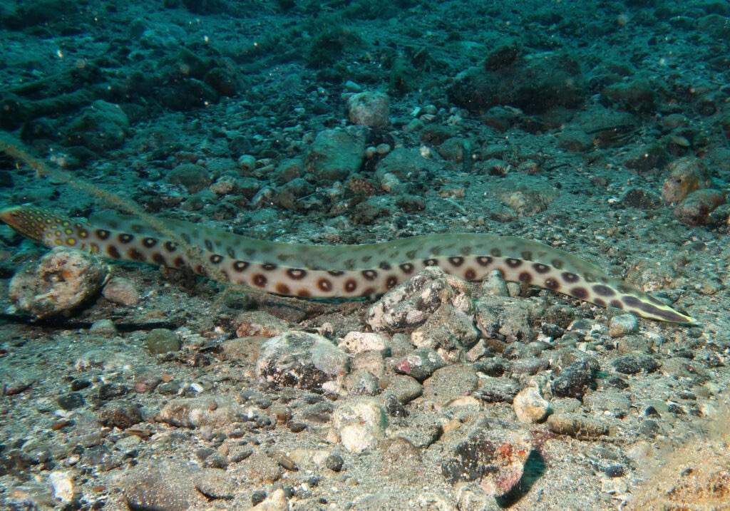 Many-Eyed Snake Eel