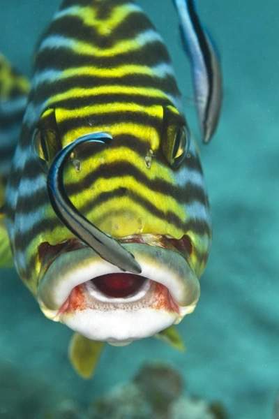 Oriental Sweetlips