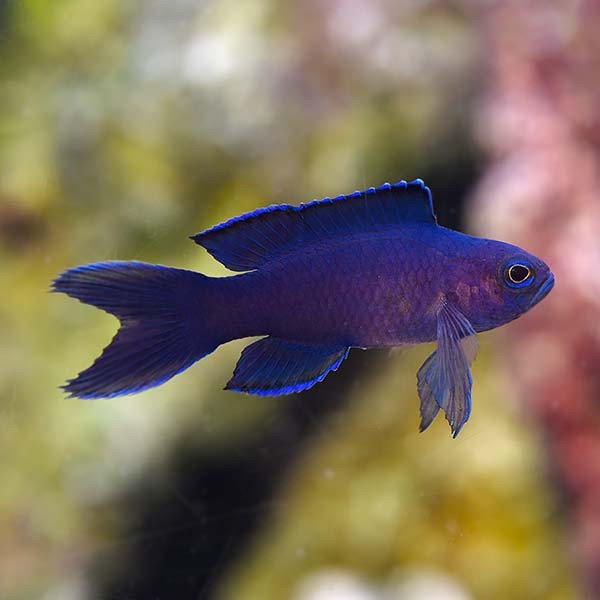 Neill's Hogfish