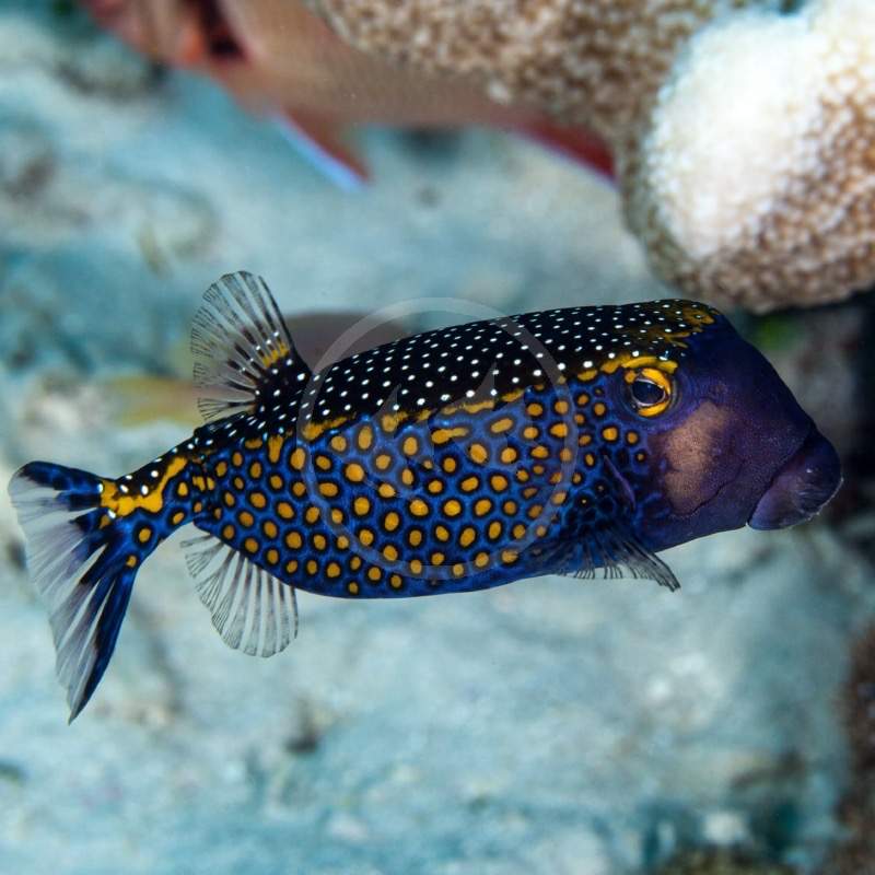 Whitespotted Boxfish