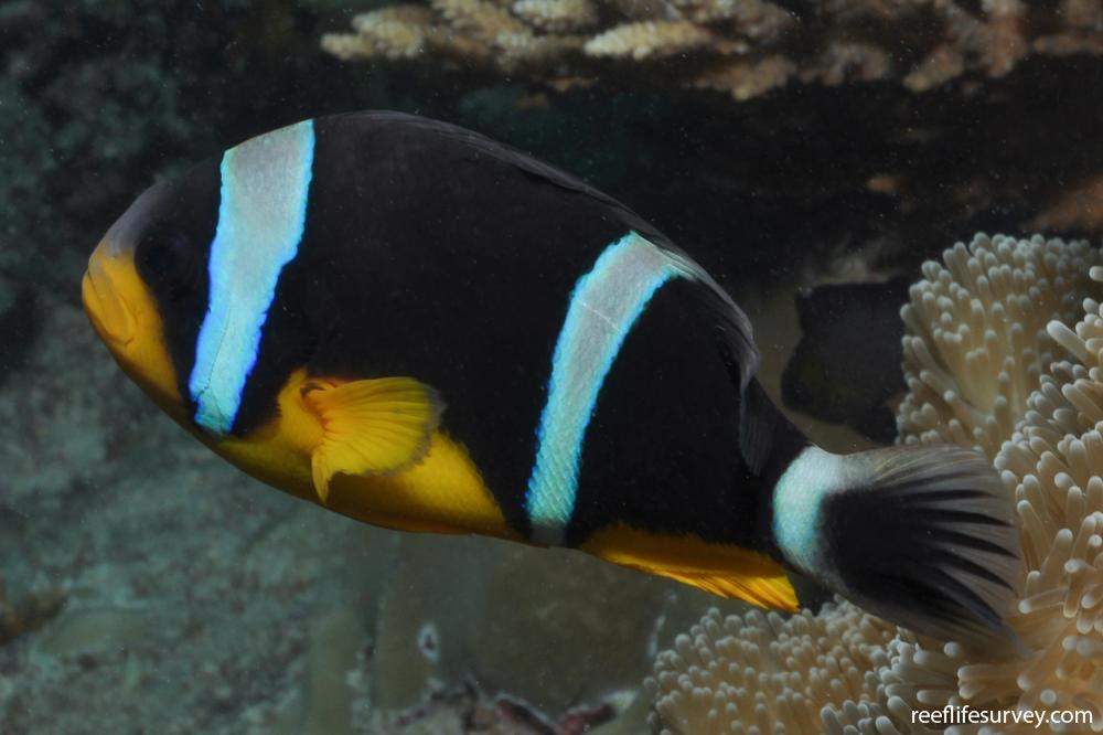 Seychelles Clownfish