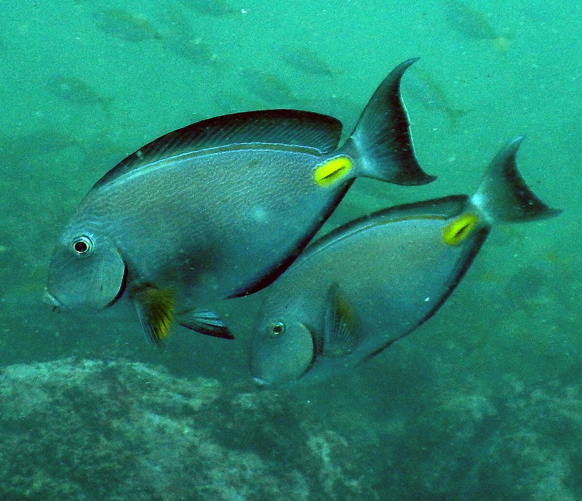 Monrovia Doctorfish