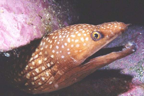 Race-Track Garden Eel