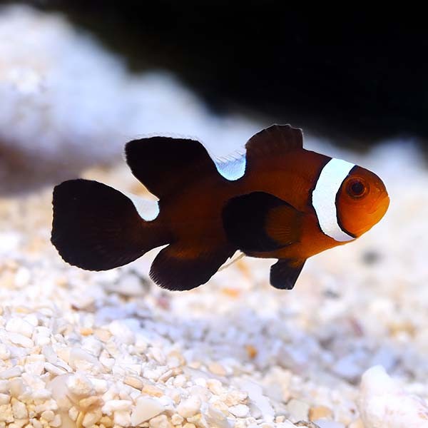 Longfin Clownfish