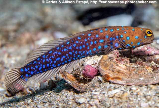 Rosenblatt's Jawfish