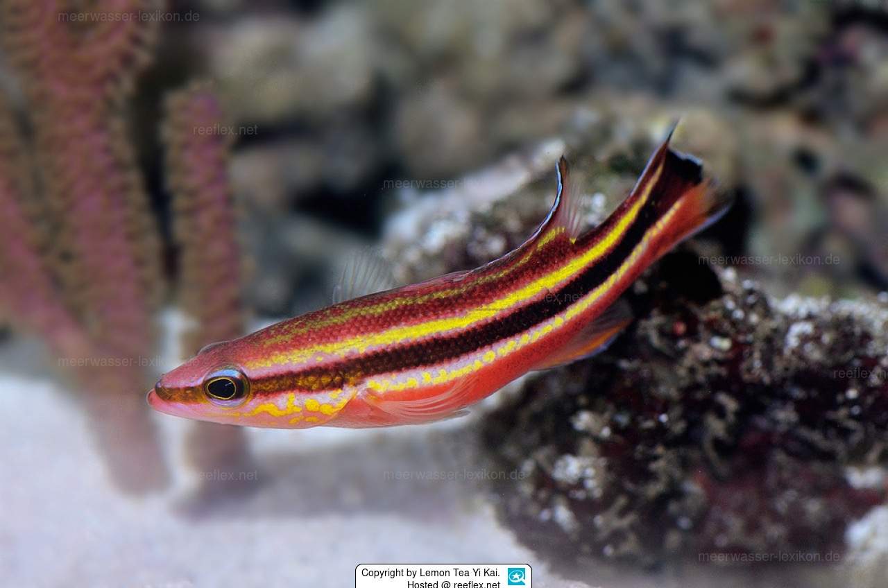 Randall's Basslet