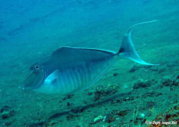 Humpback Unicornfish