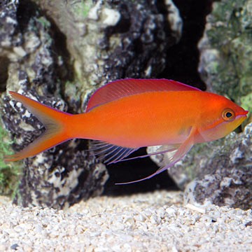 Peach Fairy Basslet