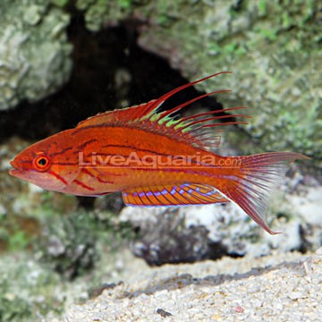 Filament Flasher Wrasse