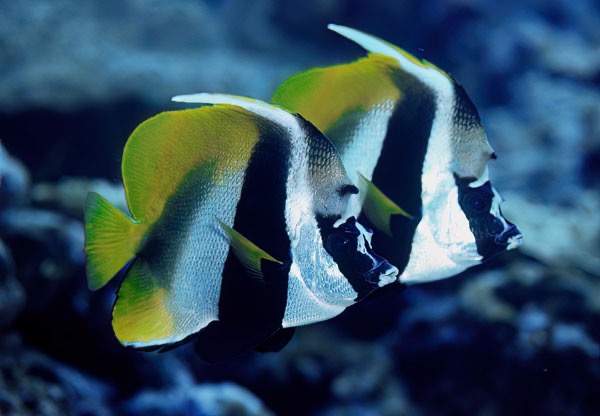 Masked Bannerfish