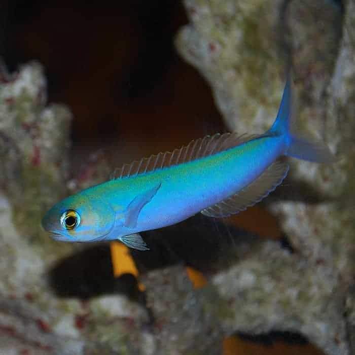 Yellow-Spotted Tilefish