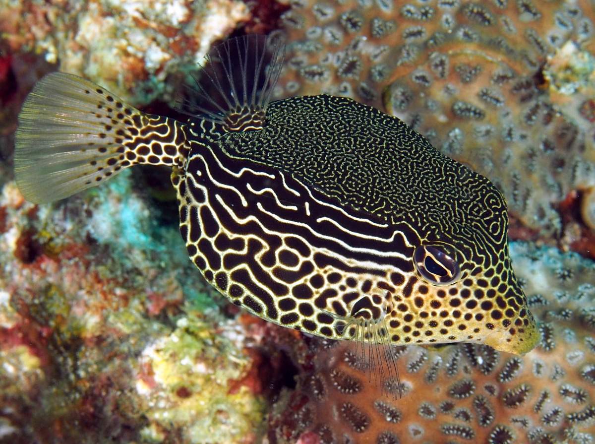 Buffalo Trunkfish