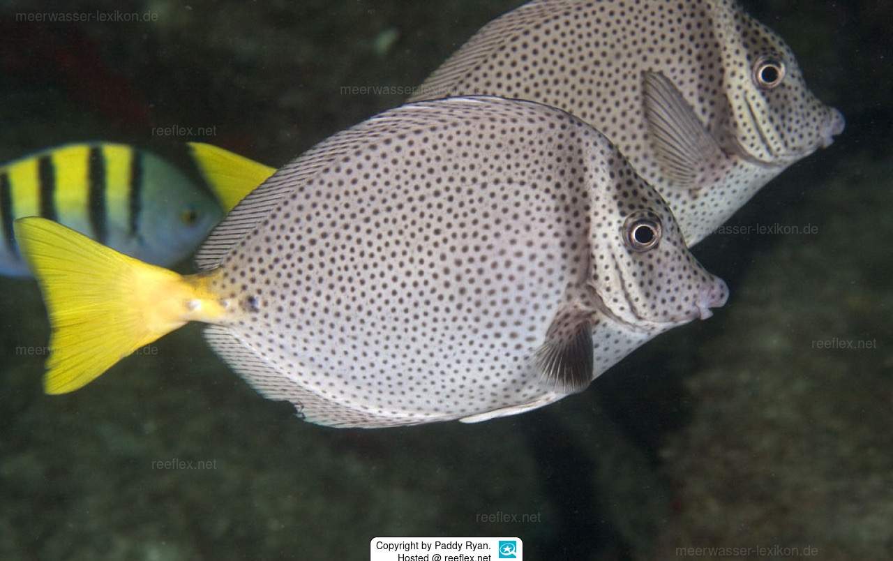 Spotted Prionurus