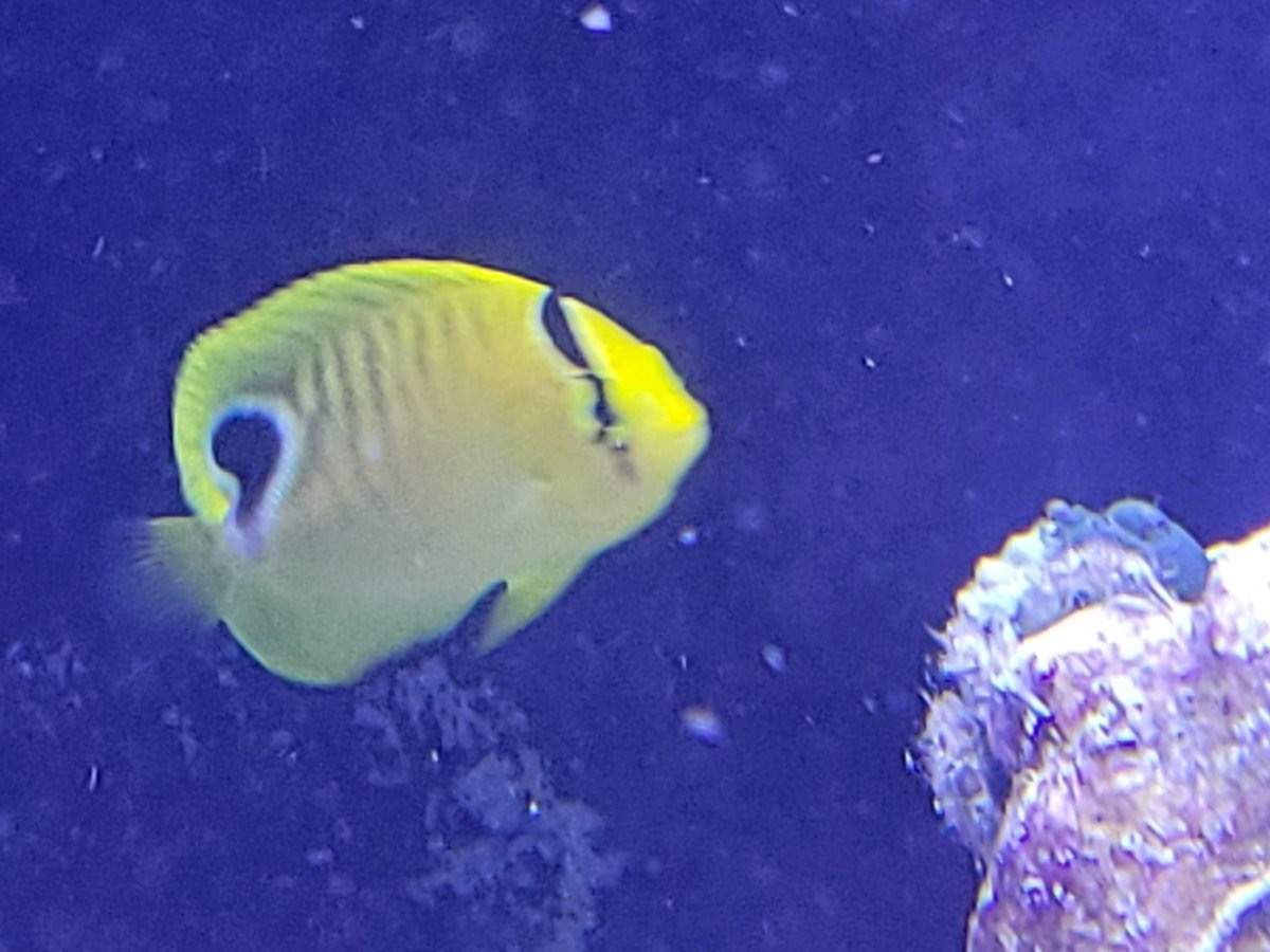Andaman Butterflyfish