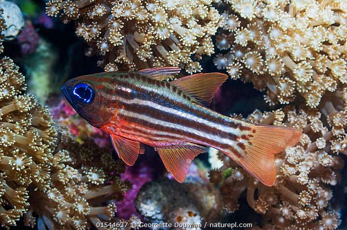 Split-Banded Cardinalfish