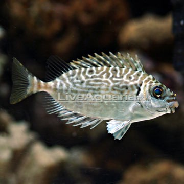 Virgate Rabbitfish