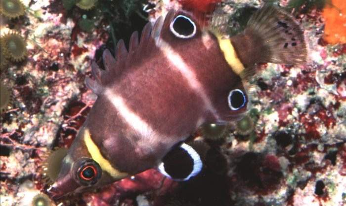 Sharpnose Wrasse