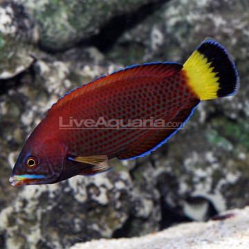 Choati Leopard Wrasse
