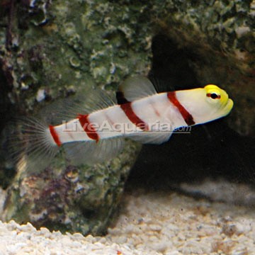Whitecap Goby