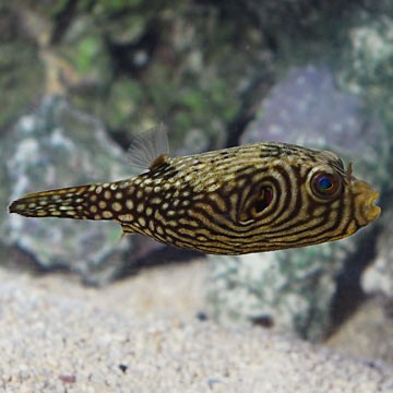 Reticulated Boxfish