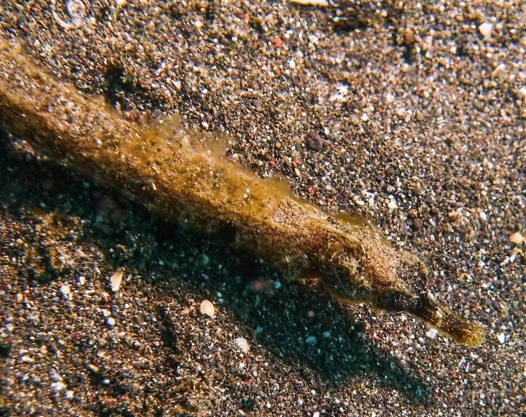Samoan Pipefish