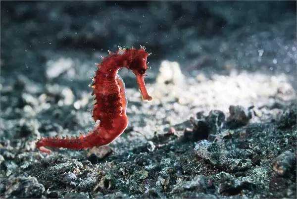 Thorny Seahorse