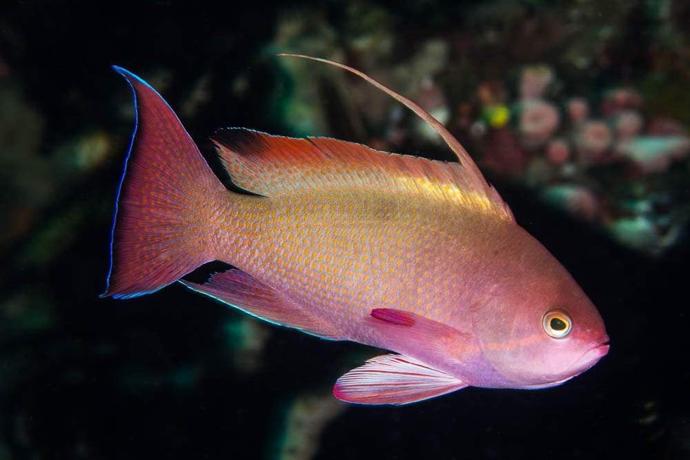 Kami's Anthias