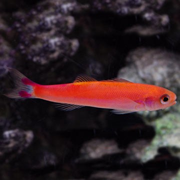 Waite's Anthias