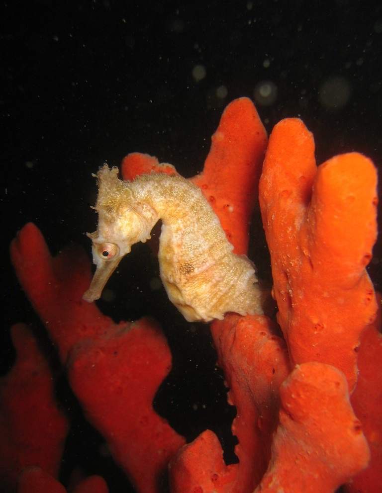 White's Seahorse
