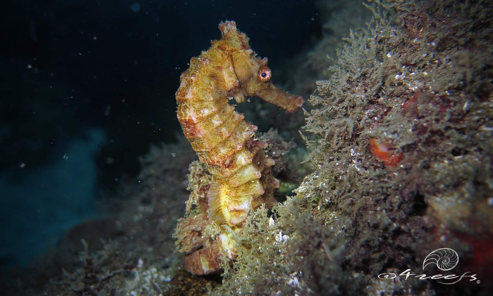Great Seahorse