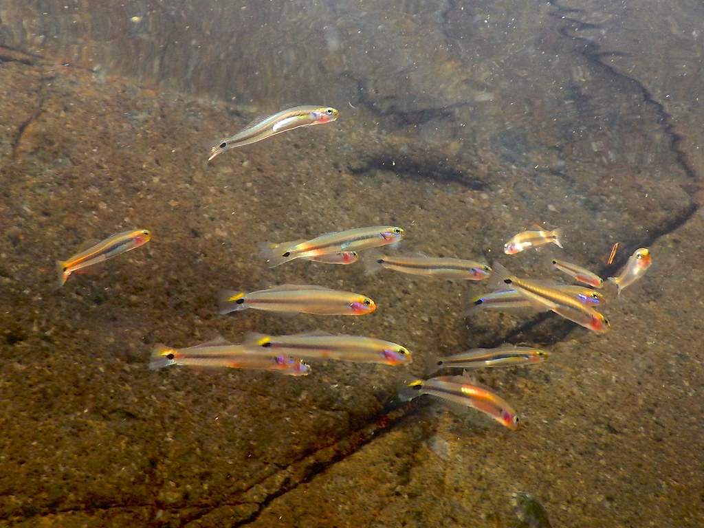 Dotui's Dartfish