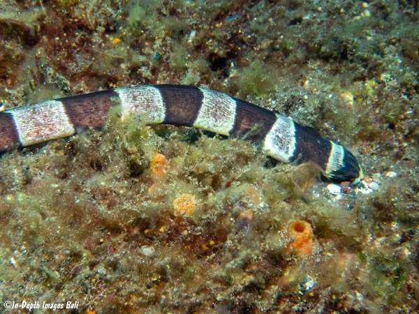 Harlequin Snake Eel