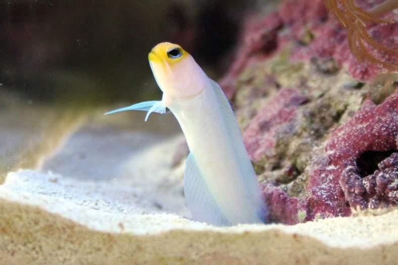 Yellow-Head Jawfish
