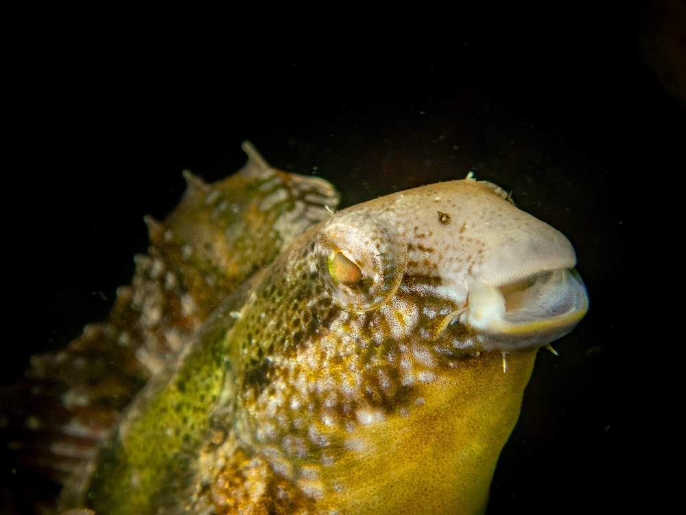 Thepass' Blenny