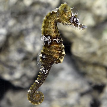 Lined Seahorse