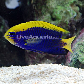 Starck's Tilefish