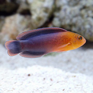Dilectus Dottyback