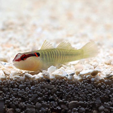 Banded Goby