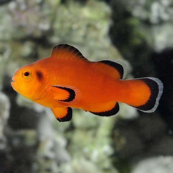Naked Clownfish