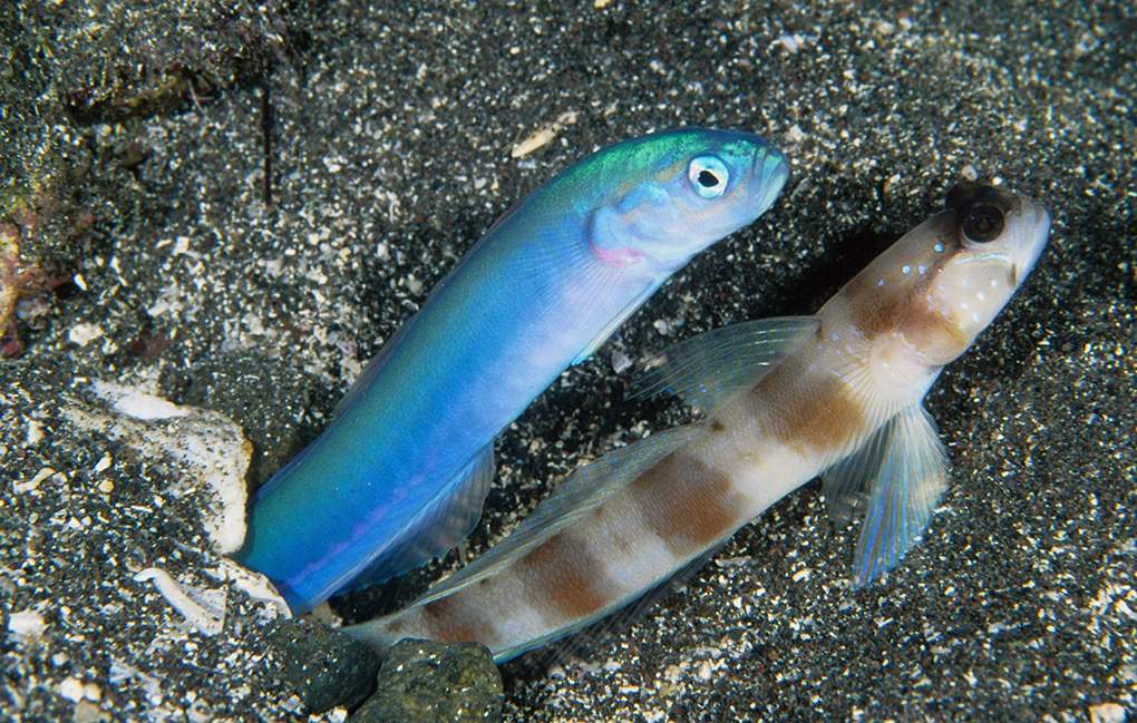 Lined-Fin Dartfish