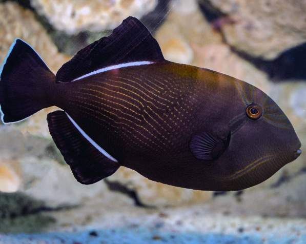 Indian Triggerfish