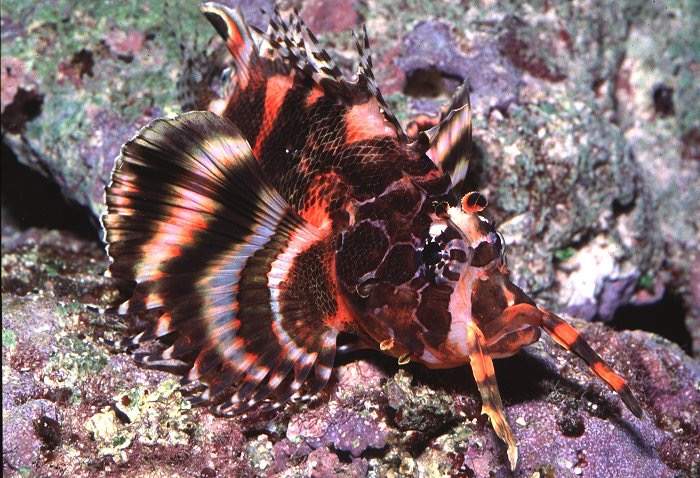 Two-Lined Lionfish