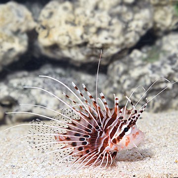 Barber's Lionfish
