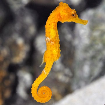 Pacific Seahorse
