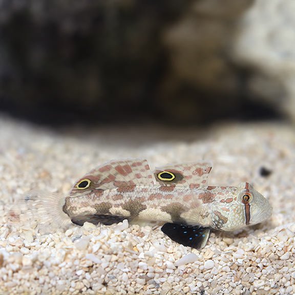 Twin Spot Goby